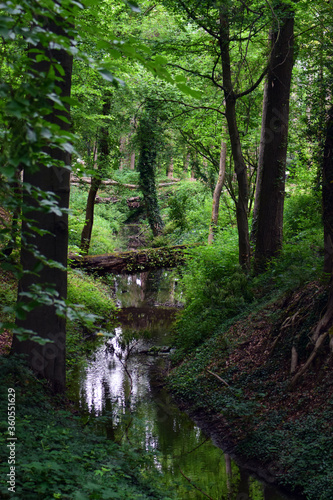 stream in the forest