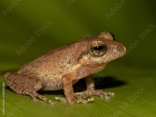 Brown frog on a leaf; tiny frog; cute froggy; Pseudophilautus popularis from Sri lanka; Endemic to Sri Lanka; frogs in the city; Common Shrub frog