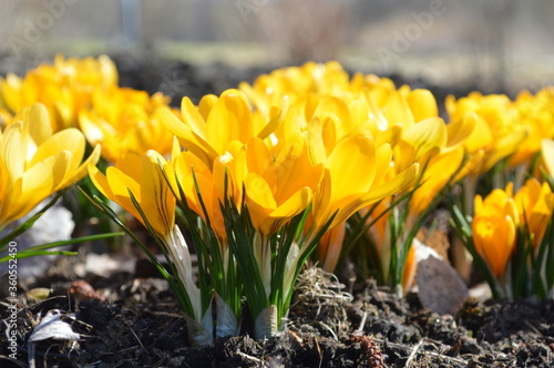 Yellow crocus