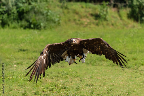 Golden eagle flies over a green meadow