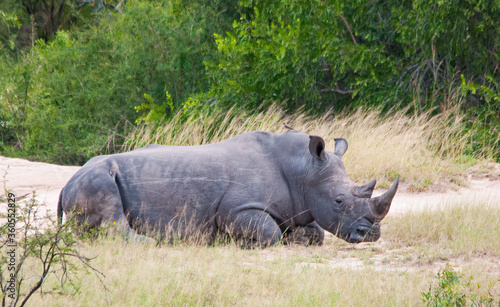 White rhino in Kruger National Park, South Africa.