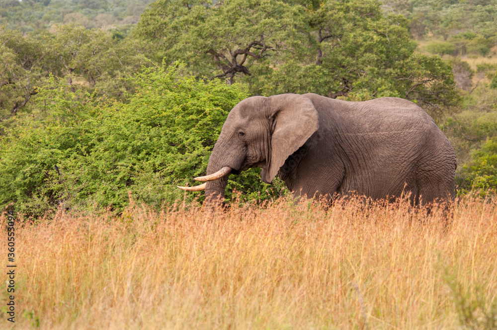 Fototapeta premium Elephant in Kruger National Park, South Africa.
