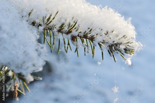 snow-covered macro branch