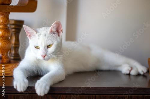 Pet animal; cute white cat