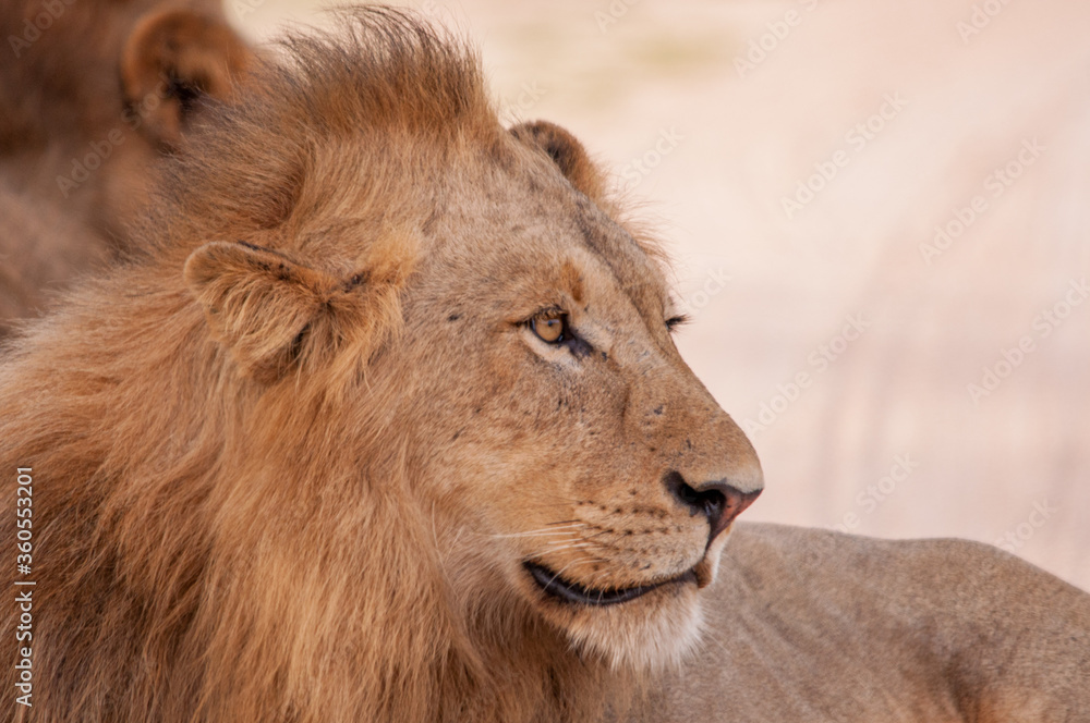 Male lion in Kruger National Park, South Africa. Male lion in Kruger National Park, South Africa.