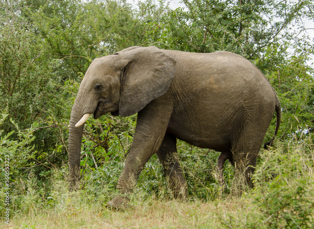 Male elephant in Kruger National Park, South Africa.