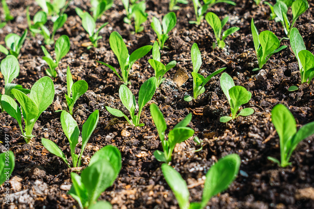 plant sprouts under the sun planted on land plant sprouts under the sun planted on land