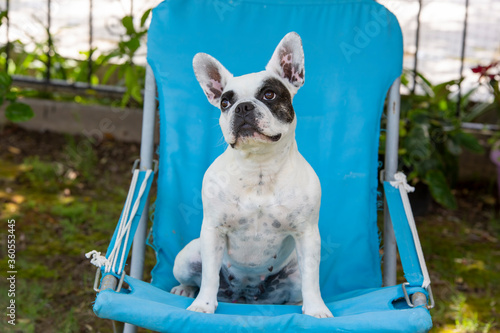 Pet animal; cute french buldog