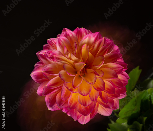Abstract flower photography, long shutter speed,  dahlia on a black background