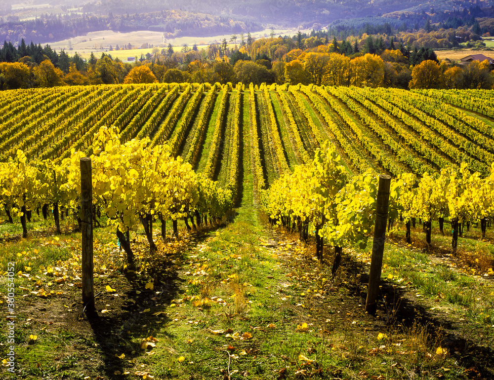 a Vineyard in Autumn near Lincoln, Oregon.