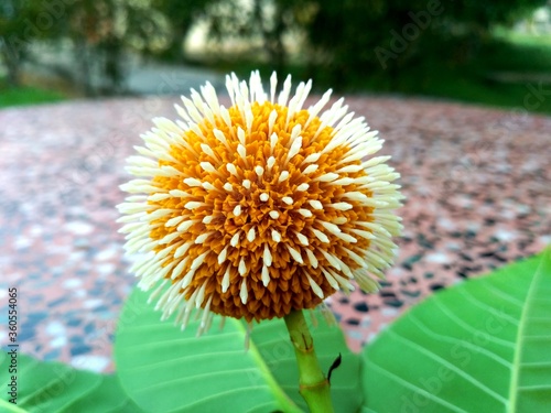 Closeup shot of the yellow Neolamarckia cadamba flower photo