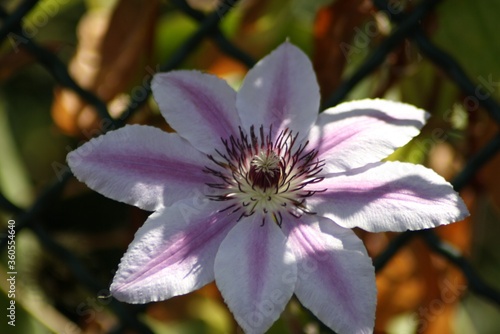 Selective focus shot of Clematis Nelly Moser flower photo