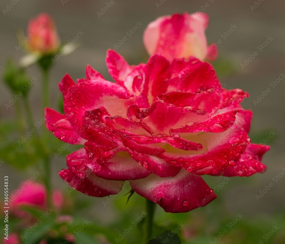 Kwiat róży w deszczowy dzień - obrazy, fototapety, plakaty 