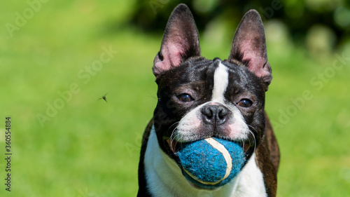 Boston terrier dog portrait ball toy © Saimi