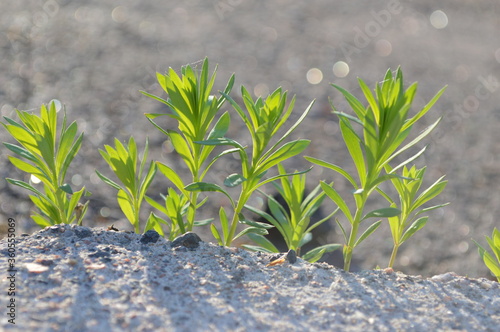 Greens