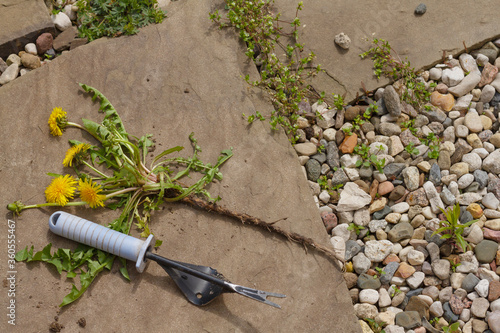 root remover and dandelion with roots on natural slate tiles.seasonal work in the garden concept. the removal of weeds.pitchfork
