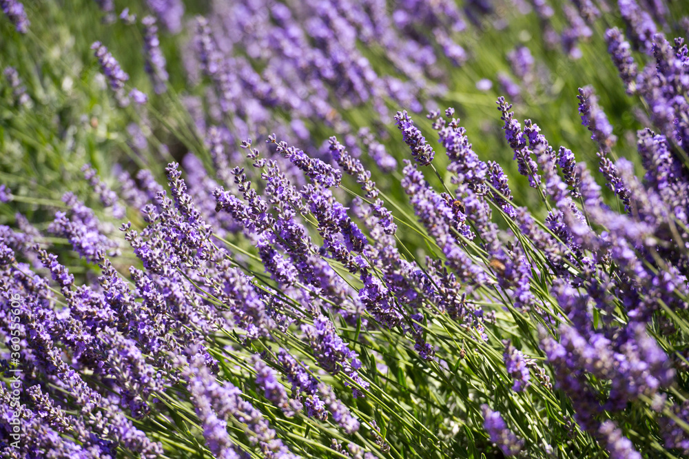 Fototapeta premium Lavender Field in the summer. Aromatherapy. Nature Cosmetics.