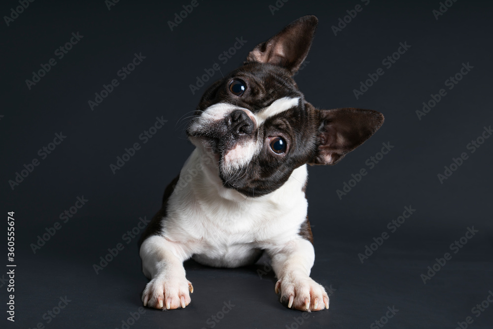Boston terrier dog portrait