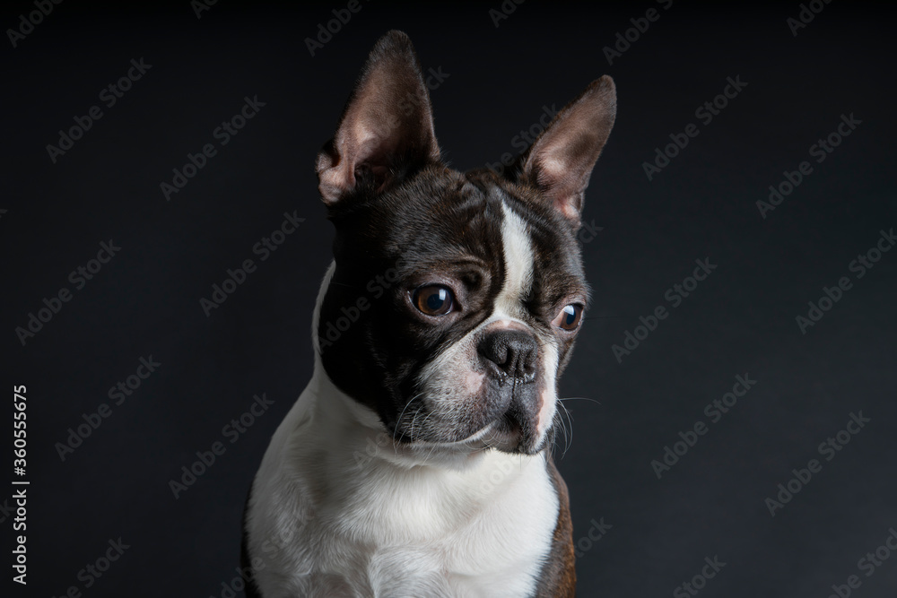 Boston terrier dog portrait