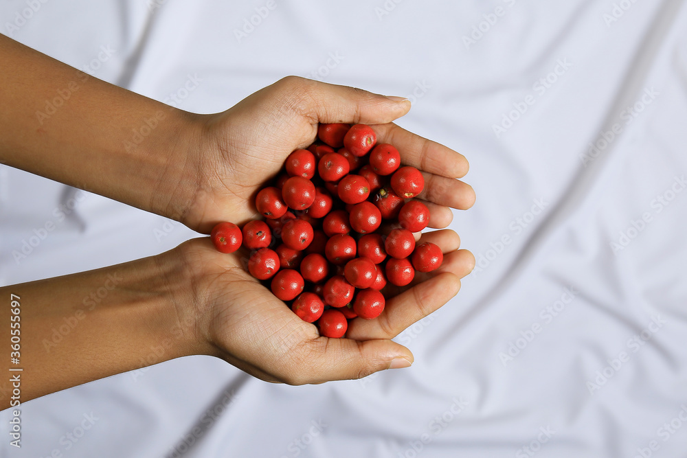 custom made wallpaper toronto digitalbeautiful red lucky seeds in a hand