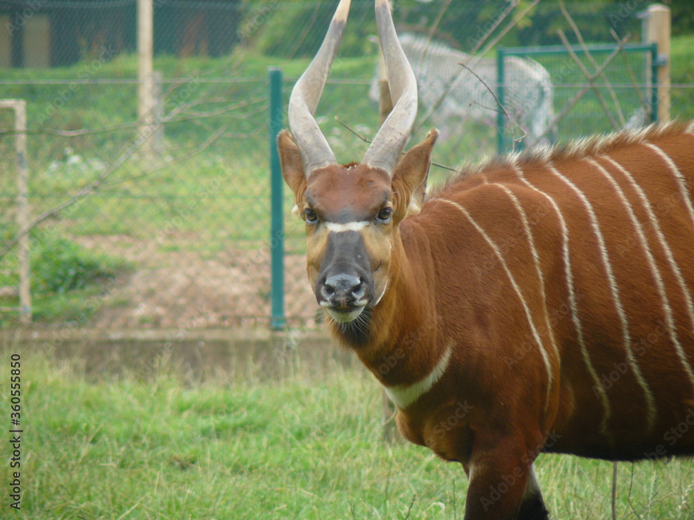 Fototapeta premium antelope in the park