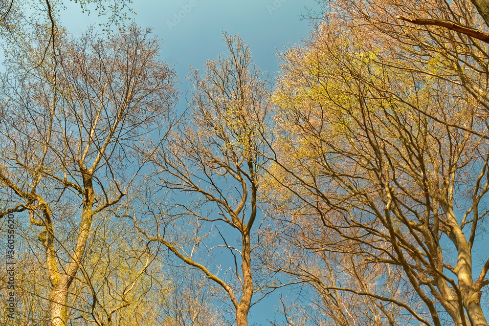 Fototapeta premium The beginning of spring.