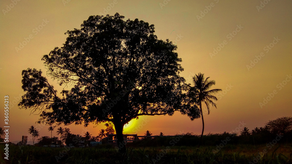 Obraz premium sunset with trees