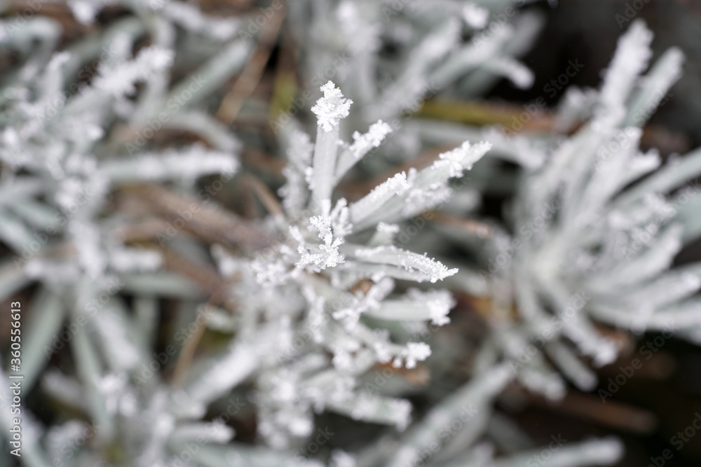 In winter, the plants in Bavaria are decorated with ice crystals