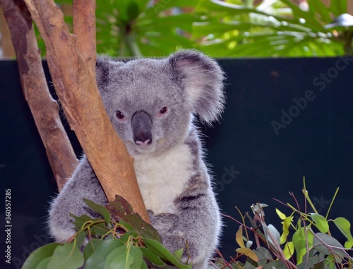 Photography Koala in Australia