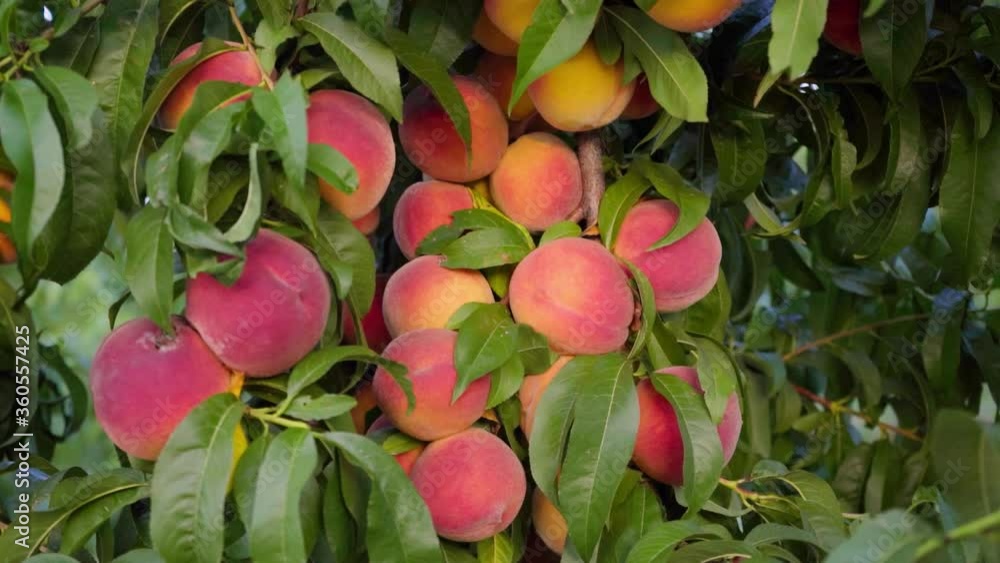 Big juicy peaches on the tree. Fruits ripen in the sun. Peach hanging
