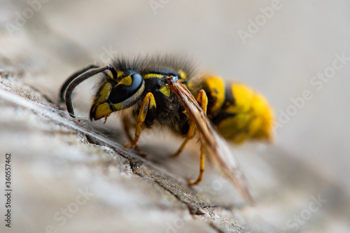 Wasp up close © Layla