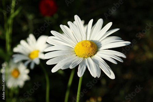White flower on dark background. Abstract nature backdrop.