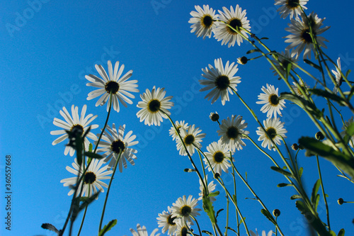 White flowers on blue sky background. Beautiful nature background.  Cropped shot of flower field, bottom view. © diesel_80