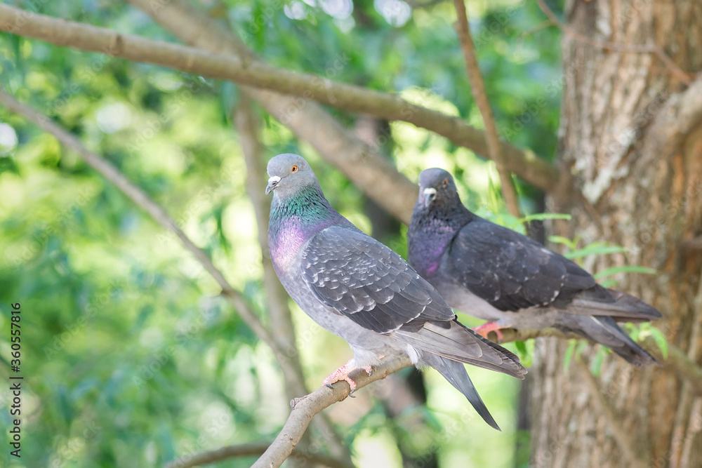 Fototapeta premium pigeons on a branch