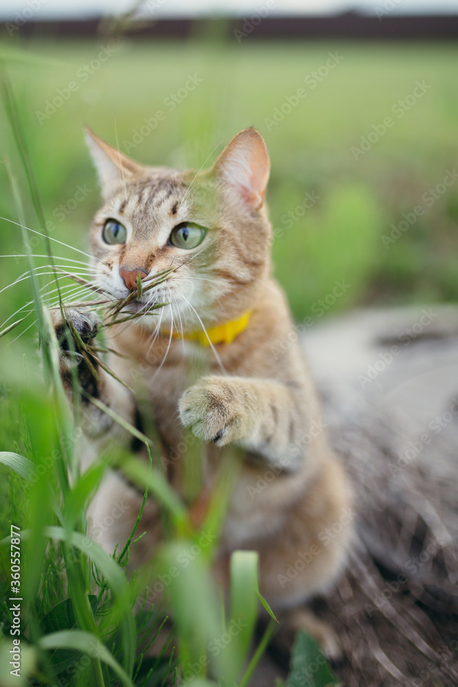 Photo of a cute short-haired American cat breed that plays with grass and animals in nature