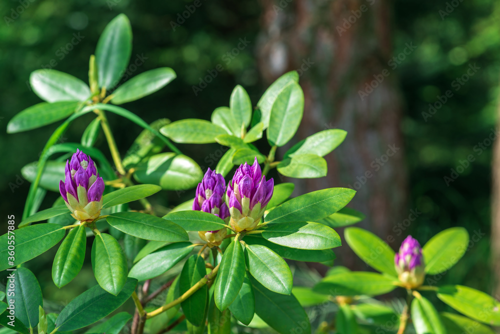 catawbiense grandiflorum, rhododéndron catawbiense, purple rhododéndron in blowing state on dark background