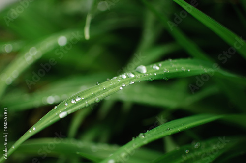 Closeup of lush uncut green grass with drops of dew in soft morning light