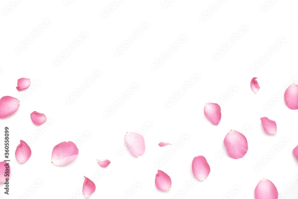 In selective focus a group of sweet rose corollas on white background with softly style In selective focus a group of sweet rose corollas on white background with softly style