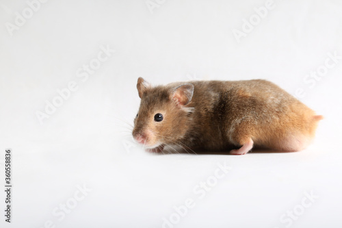 Close-up of a cute brown hamster on a white background