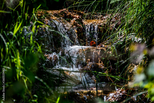mountain stream with grass