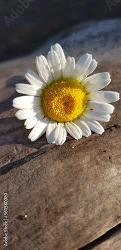 daisy on wood