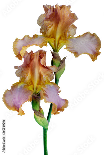 flower of a dwarf bearded iris isolated against a white background