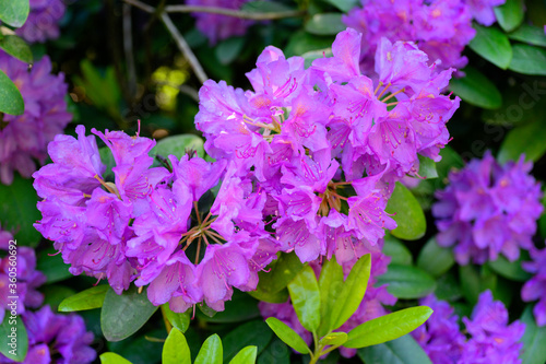Purple rhododendron flowers on a bush.