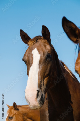 Brown horses close up on farm shows head of farm animal with blue sky background. © ccestep8