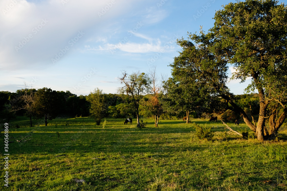 Texas green grass field shows landscape under summer sky, rural nature scene.