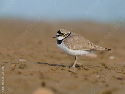 Schilderij op canvas Little-ringed plover, Charadrius dubius