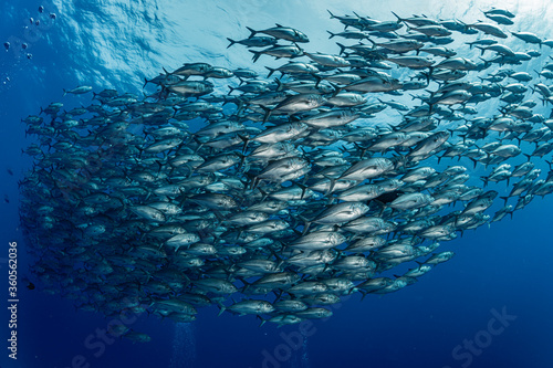 Foto A school of bigeye trevally
