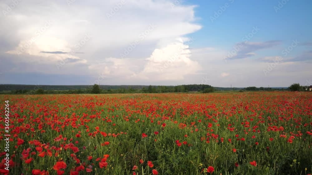 Video motion field with green grass and red poppies against the sunset sky. Beautiful field red poppies with selective focus. Glade of red poppies. Camera wide angle lens Video motion field with green grass and red poppies against the sunset sky. Beautiful field red poppies with selective focus. Glade of red poppies. Camera wide angle lens