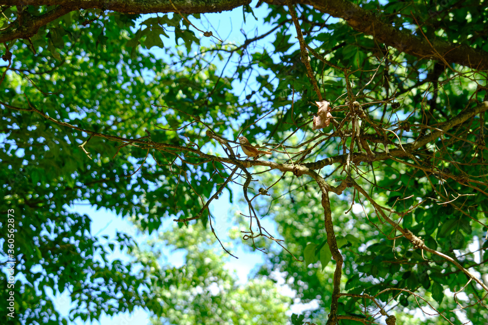 Fototapeta premium small bird on a branch