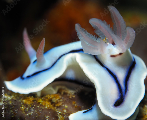a close up of a Nudibranch - pale blue .Tubbataha Reefs Natural Park Palawan